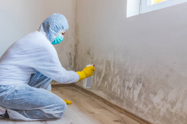 Licensed Basement Mold Remediation service in Tampa, FL - Car Mold Remediation
