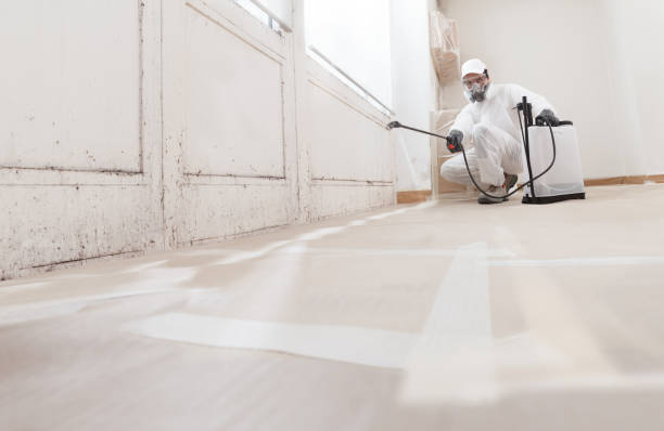 24/7 Emergency Basement Mold Remediation experts in Tampa, FL