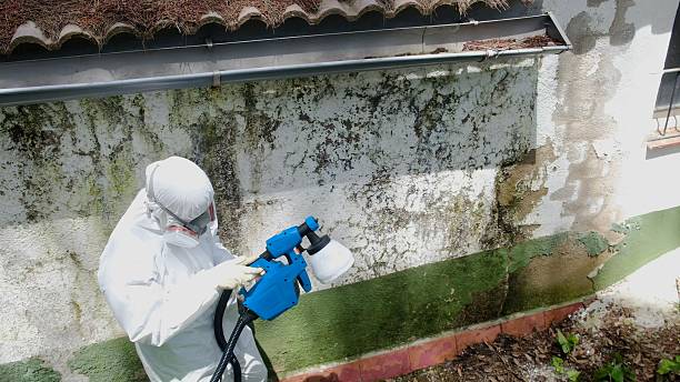 Top rated local Basement Mold Remediation specialists in Tampa, FL